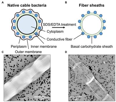 Multi-wavelength Raman microscopy of nickel-based electron transport in cable bacteria